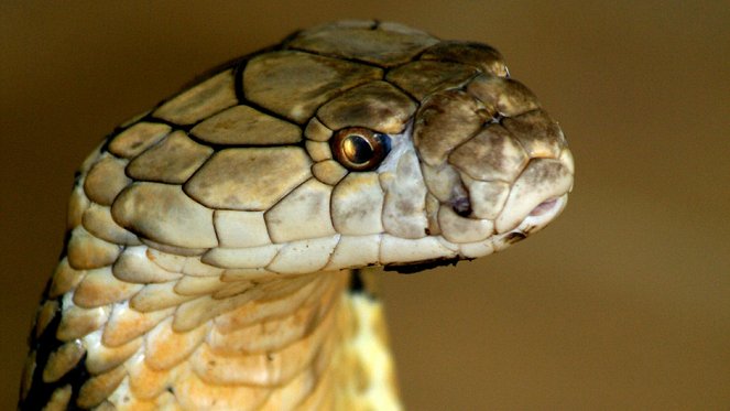 Das tödliche Reich der Schlangen - Filmfotos