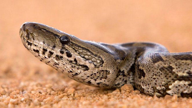 World's Deadliest Snakes - Do filme