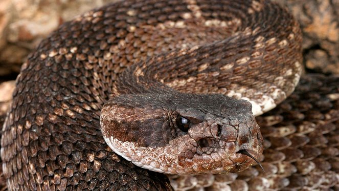 World's Deadliest Snakes - Film