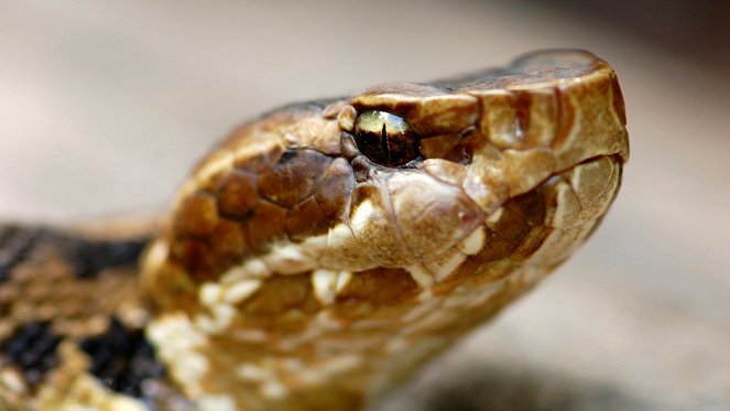 Das tödliche Reich der Schlangen - Filmfotos