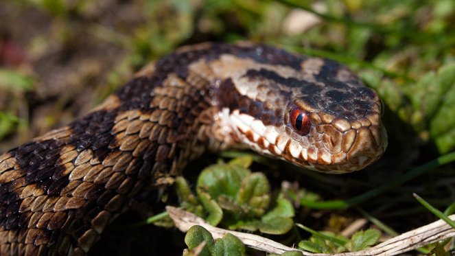 World's Deadliest Snakes - Photos