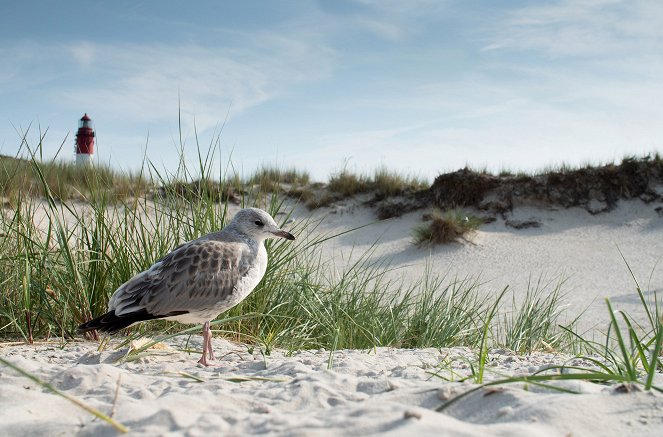 The Frisian Islands - Land in Motion - Photos