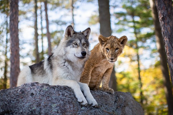 Vlk a lev - Z filmu