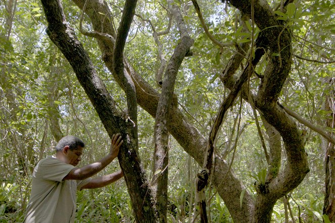 A világ összes illata - Az új-kaledóniai szantálfa - Filmfotók