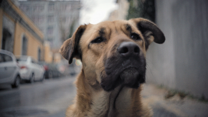 Streuner - Unterwegs mit Hundeaugen - Filmfotos