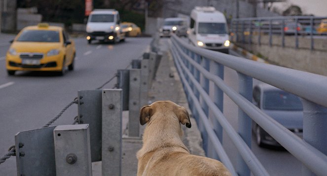 Stray : Le monde des chiens errants - Film