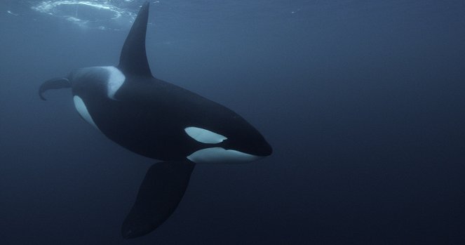 A bálnák titkai - Orka-dinasztia - Filmfotók