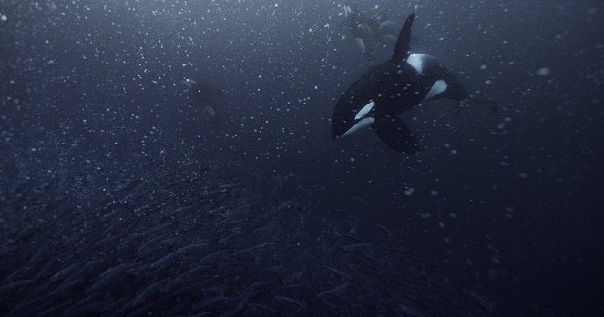 Secrets of the Whales - Orca Dynasty - Kuvat elokuvasta