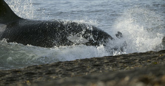 Die geheimnisvolle Welt der Wale - Orca Dynasty - Filmfotos