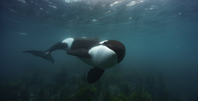 Secrets of the Whales - Orca Dynasty - Photos