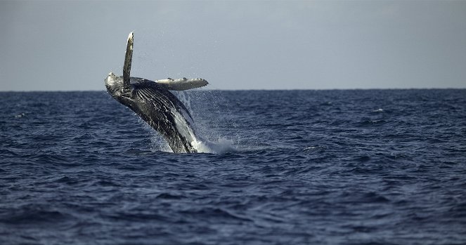 Tajomstvá veľrýb - Humpback Song - Z filmu