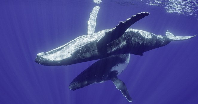 Secrets of the Whales - Humpback Song - Filmfotos