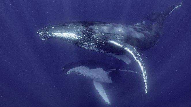 Secrets of the Whales - Humpback Song - Filmfotos