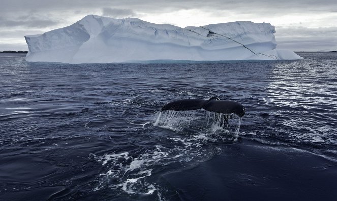 A bálnák titkai - A hosszúszárnyú bálnák éneke - Filmfotók