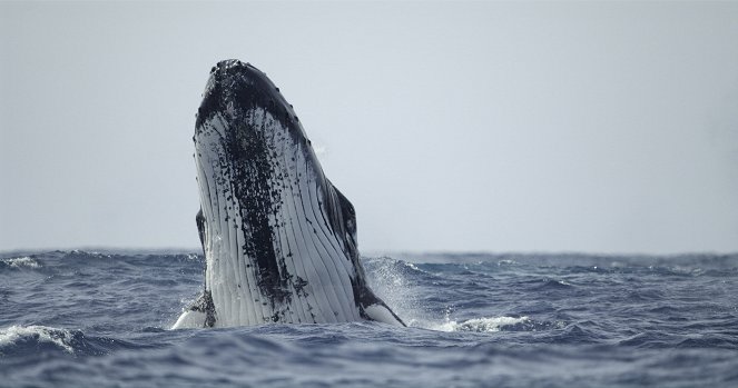 Tajomstvá veľrýb - Humpback Song - Z filmu
