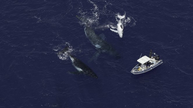 A bálnák titkai - A hosszúszárnyú bálnák éneke - Filmfotók
