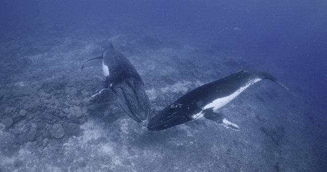 Secrets of the Whales - Humpback Song - Photos