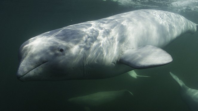 A bálnák titkai - Beluga-odüsszeia - Filmfotók