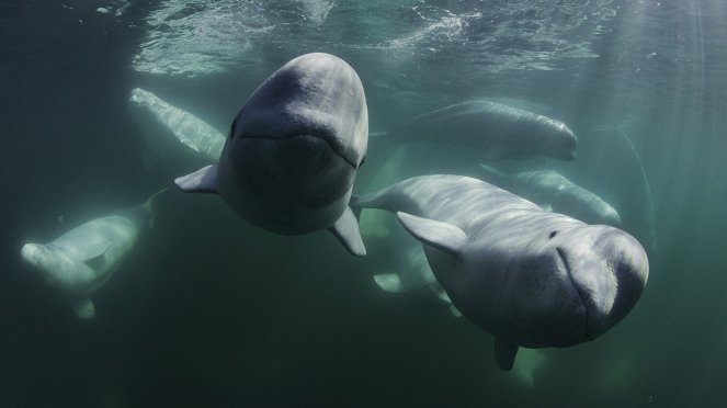 Secrets of the Whales - Beluga Kingdom - Van film