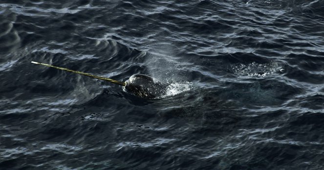 A bálnák titkai - Beluga-odüsszeia - Filmfotók