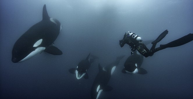 A bálnák titkai - Ámbráscetek királysága - Filmfotók
