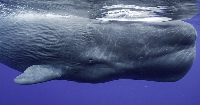Secrets of the Whales - Ocean Giants - De la película