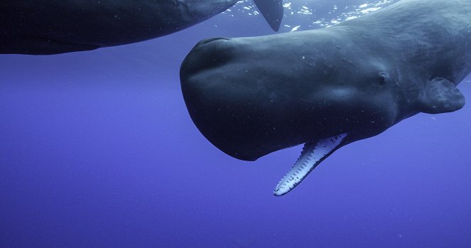 Secrets of the Whales - Ocean Giants - Filmfotos