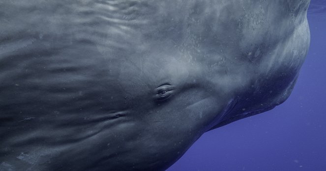 Secrets of the Whales - Ocean Giants - De la película