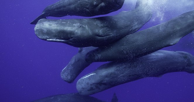 Secrets of the Whales - Ocean Giants - Z filmu