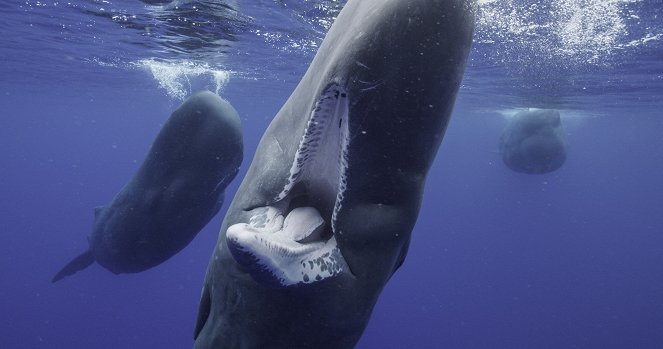 Die geheimnisvolle Welt der Wale - Ocean Giants - Filmfotos