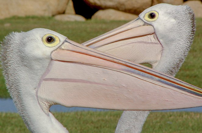 Die Reise der Pelikane - Australiens Outback-Wunder - Photos