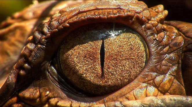 Abenteuer Wildnis: Das größte Krokodil der Welt - Photos