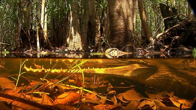 Abenteuer Wildnis: Das größte Krokodil der Welt - Photos