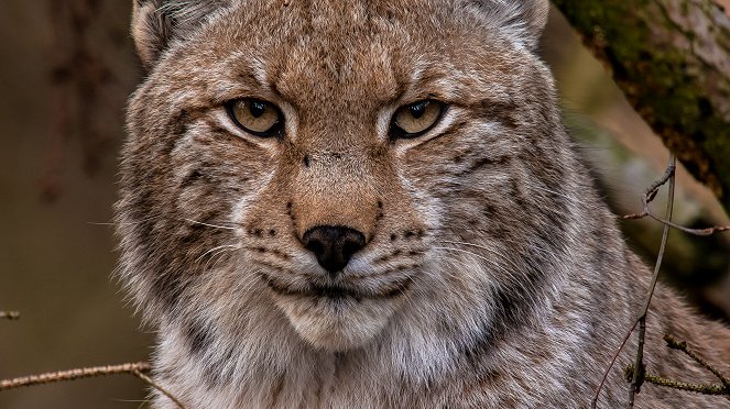 Der Harz - Im Wald der Luchse - Kuvat elokuvasta