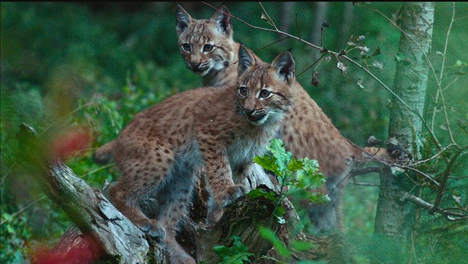 Der Harz - Im Wald der Luchse - De la película