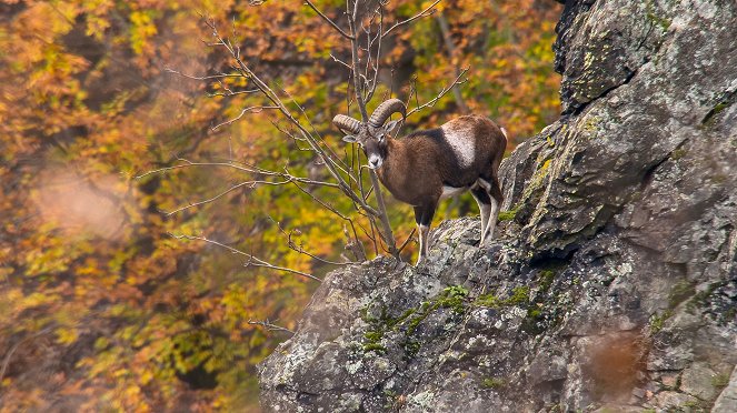 Der Harz - Im Wald der Luchse - De la película