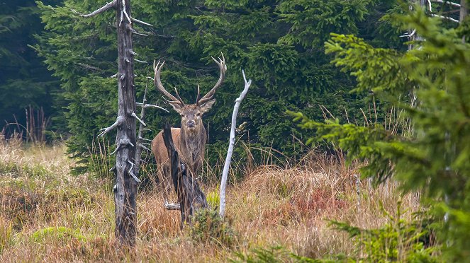 Der Harz - Im Wald der Luchse - Z filmu