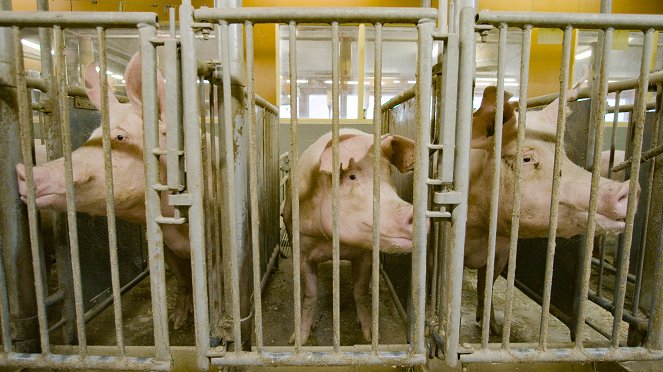Kaikki irti eläimistä - Kadonnut sika - Kuvat elokuvasta