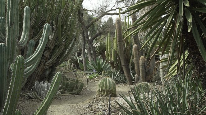 Úžasné záhrady - Jardin Ruth Bancroft - Z filmu