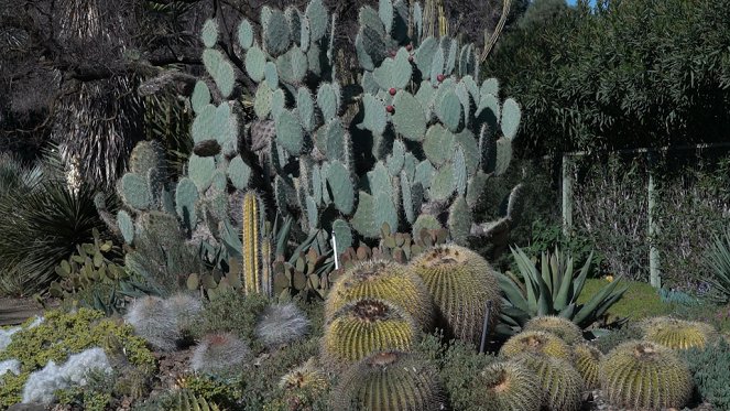 Jardins d'ici et d'ailleurs - Season 4 - Jardin Ruth Bancroft - Filmfotók