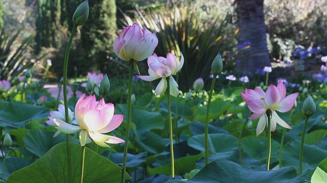 Magische Gärten - Lotusland - Filmfotos