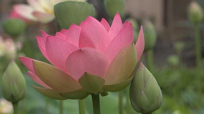 Amazing Gardens - Season 4 - Lotusland - Photos