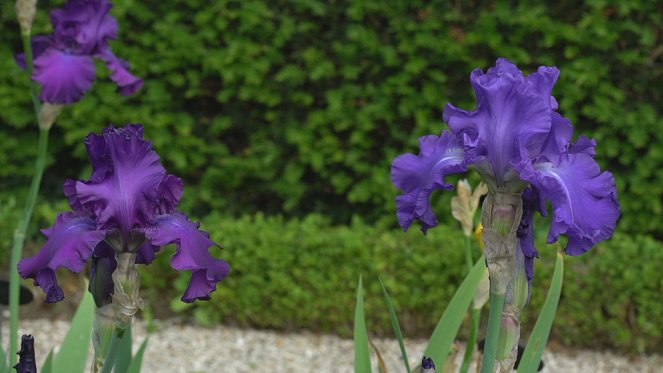 Jardins d'ici et d'ailleurs - Bagatelle - De la película