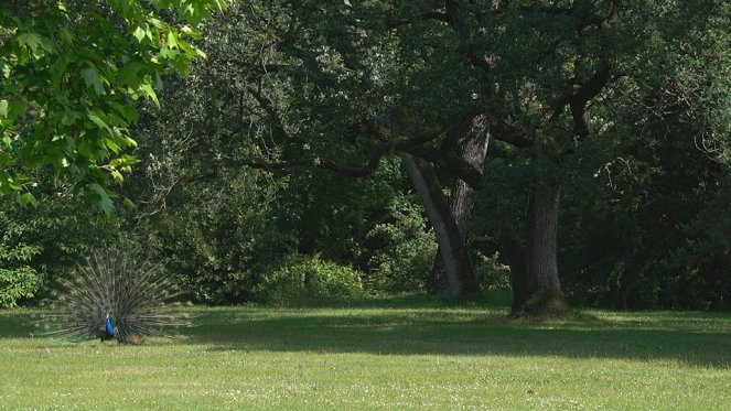 Jardins d'ici et d'ailleurs - Bagatelle - De filmes