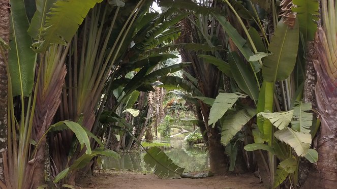 Jardins d'ici et d'ailleurs - Jardin botanique de Rio - Do filme