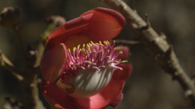Jardins d'ici et d'ailleurs - Jardin botanique de Rio - De la película