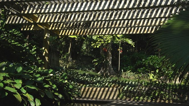 Amazing Gardens - Sitio Burle-Marx - Photos