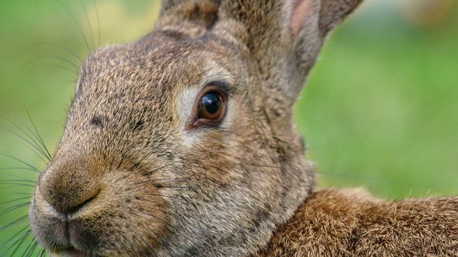 Tierisch schlau! - Kaninchen, plüschig und hartgesotten - Filmfotos