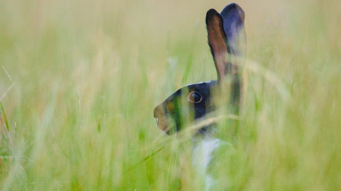 Tierisch schlau! - Kaninchen, plüschig und hartgesotten - Filmfotos
