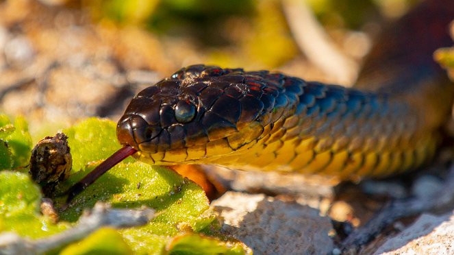 Killer Snakes - Photos
